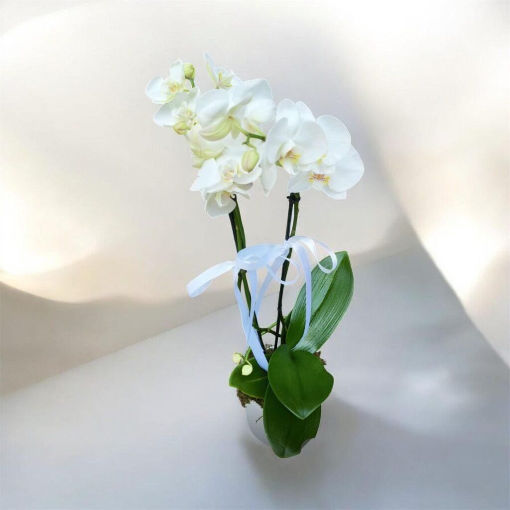 ORQUIDEA BLANCA