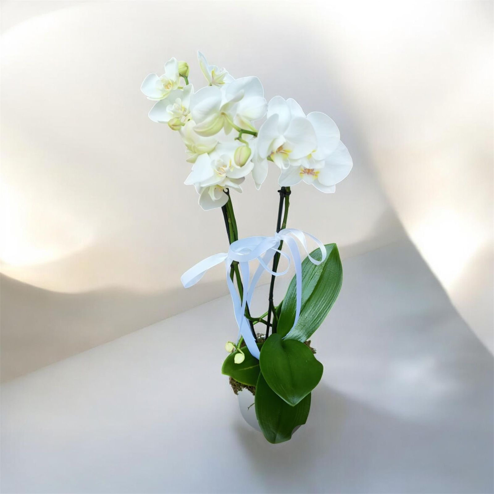 ORQUIDEA BLANCA