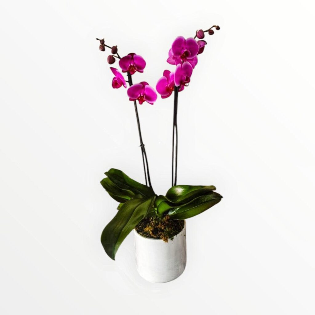 Orquidea morada