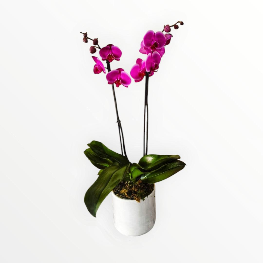 Orquidea morada